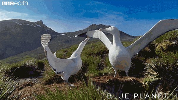 blue planet love GIF by BBC...