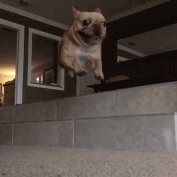 French Bulldog Jump GIF by ...