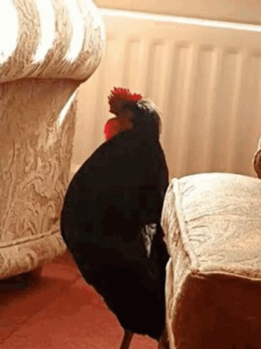 Black Cock GIF