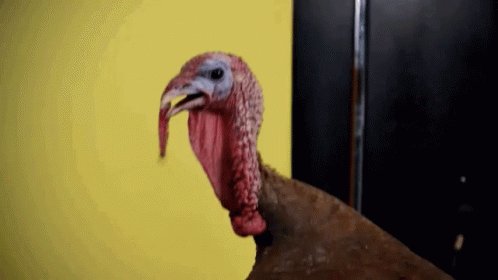 Big Neck Turkey GIF