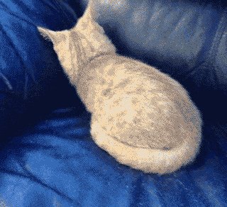 hide GIF