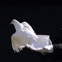 Doves Fly GIF