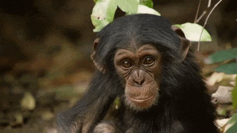 dynasties GIF by BBC Earth