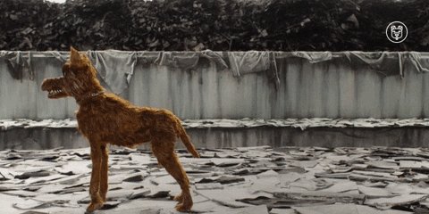 protect wes anderson GIF by Fox Searchlight