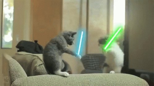 Cat Cats GIF