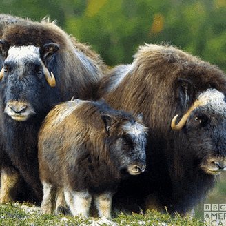 Musk Ox Television GIF by BBC America