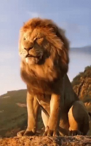 Lion King Animal GIF