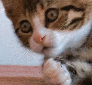 Shocked Cat GIF