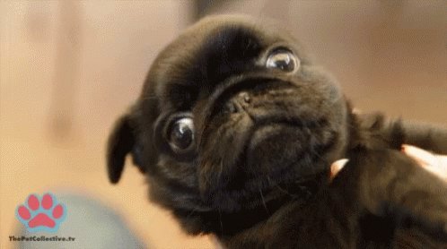 Pugwinking Cute GIF