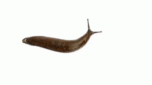 Slug Slow GIF