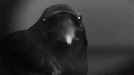 Raven Animals GIF