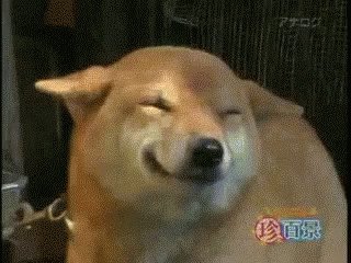 Excited Dog GIF
