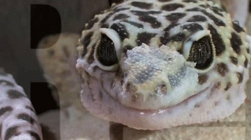 Lagarto Biologia GIF