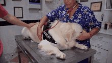 Going To Vet Veterenary GIF