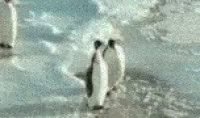 Slap Penguin GIF