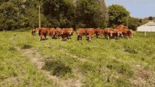Cows Hurry GIF