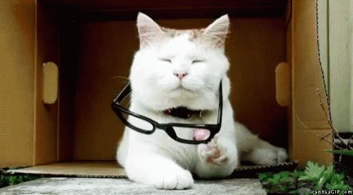 Glasses Cat GIF