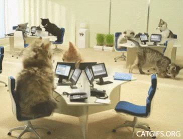 Funny Animals Cats GIF