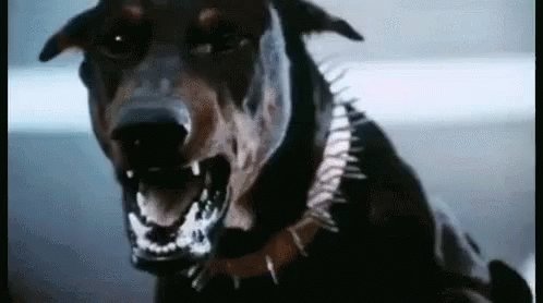 Miscellaneous Doberman GIF