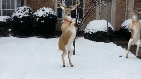 Christmas Dancing GIF