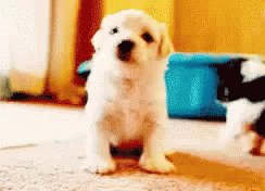 Puppy Love Hi GIF