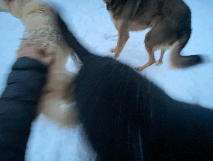 A woman’s hand pets a yellow dog’s butt in the snow whil
