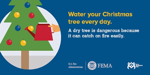 Reminder from Franklin Fire: water your tree daily (yes, every day!)