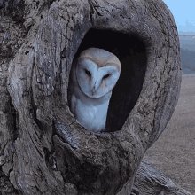 Stare Barn Owl GIF