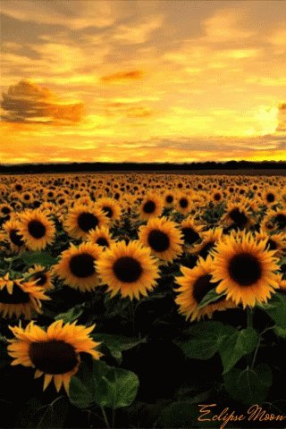 Sunflower Yellow Sky GIF