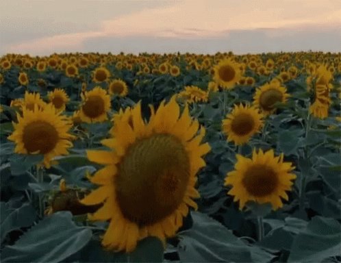 Sun Flowers GIF