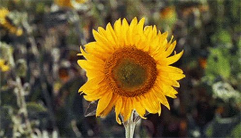 Sunflower GIF