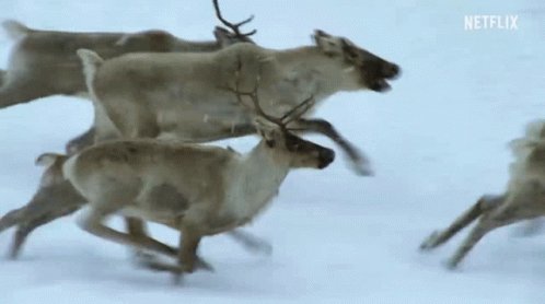 Antelope Reindeer GIF