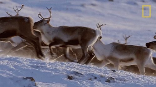 Herd Of Reindeer Gordon Ram...