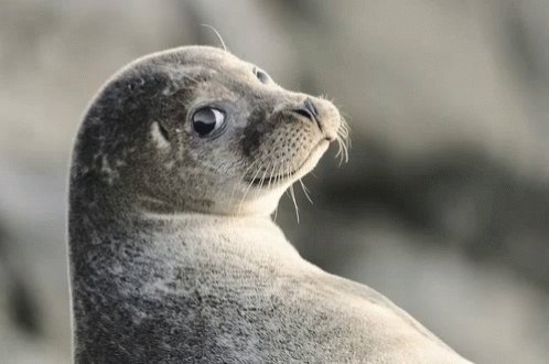 Seal Dgaf GIF