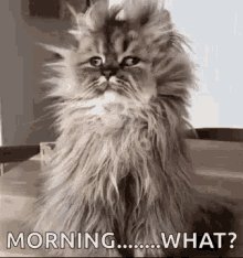 Funny Animals Cat GIF