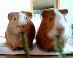 Eating Hungry GIF