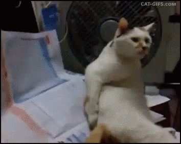 Cats Scratch GIF