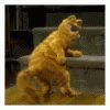 Garfield Dancing GIF