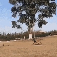 Funny Animals Dogs GIF