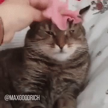 Cat Trascendence GIF