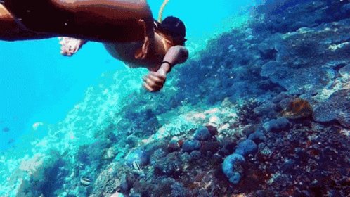 Sea Snorkeling GIF