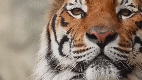 Tiger Wink GIF