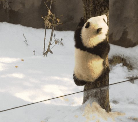 baby animals panda GIF by S...