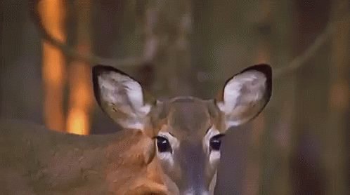 Deer GIF