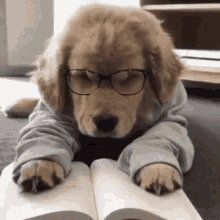 Dog Sleepy GIF