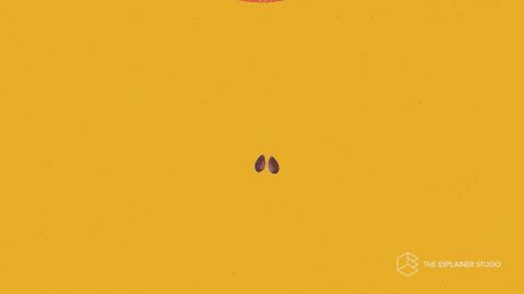 Plant Growth Animation GIF by The Explainer Studio