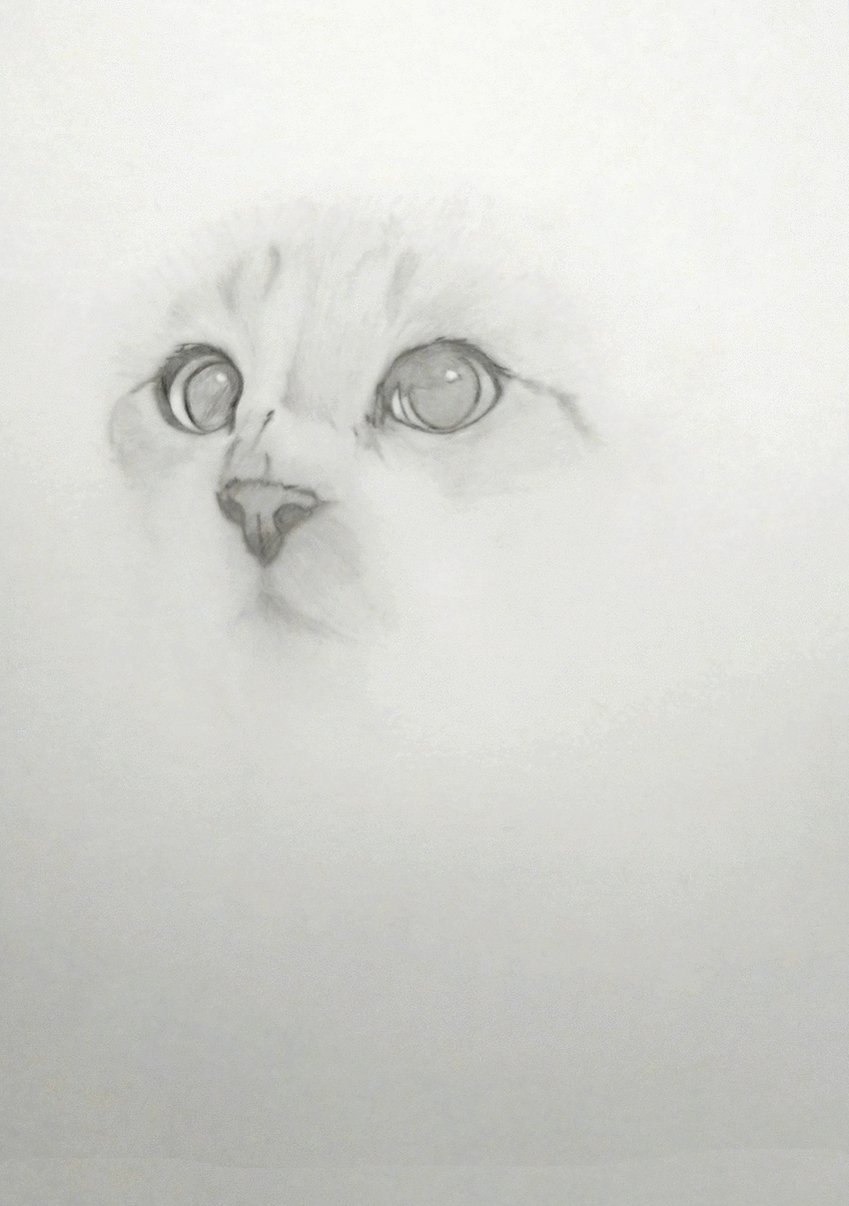 最も完璧な 額入り鉛筆画 猫陰陽 絵画