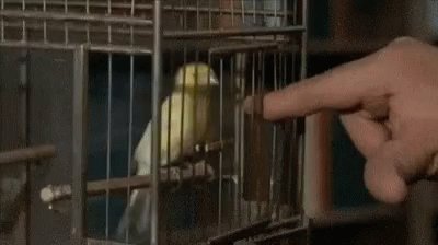 Bird Cage Alfred Hitchcock GIF