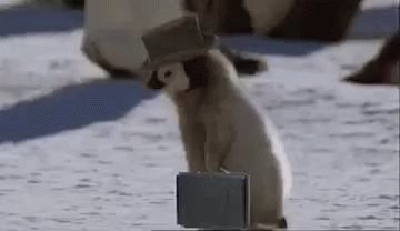 Penguin Job GIF