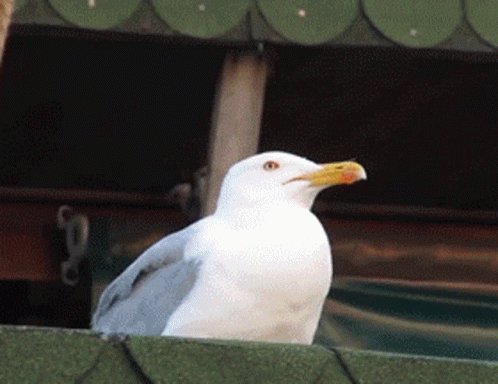 Screaming Seagull GIF